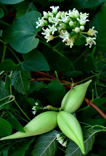 {Cynanchum laeve}